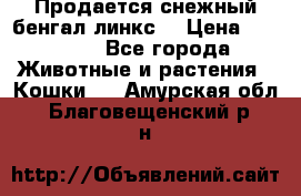 Продается снежный бенгал(линкс) › Цена ­ 25 000 - Все города Животные и растения » Кошки   . Амурская обл.,Благовещенский р-н